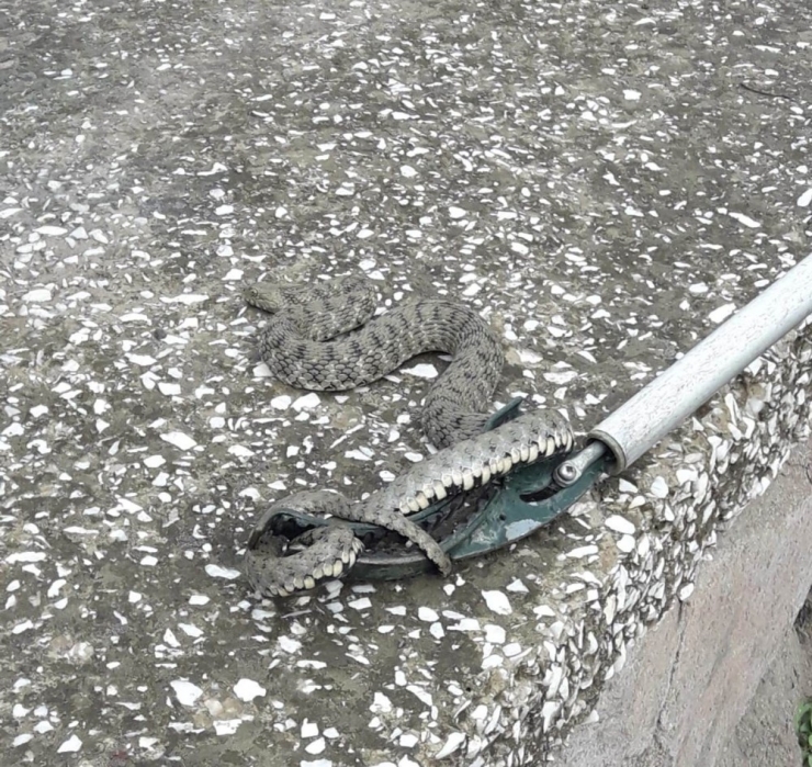 Otomobilde Yılan Paniği