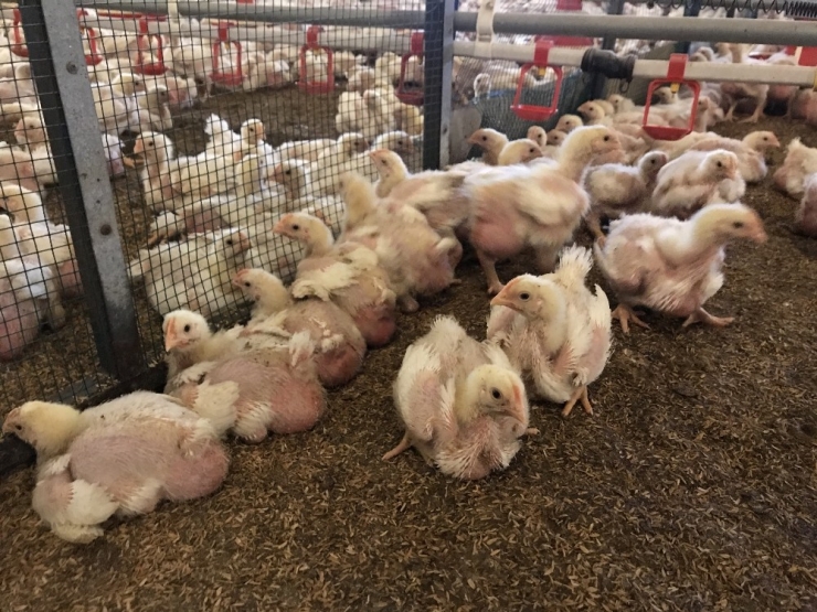 Et Tavukları ‘Akıllı’ Kümeslerde Yetişiyor