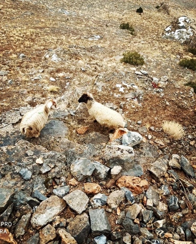 Sarp Kayalıklarda Mahsur Kalan 2 Çoban Ve 6 Koyun Kurtarıldı
