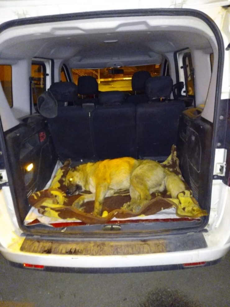 Erciş Belediyesi Yaralı Köpek İçin Seferber Oldu