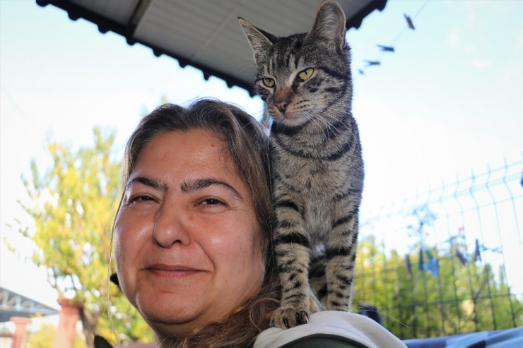 Kadın Otobüs Şoförü Kedileri İçin Görevinden İstifa Etti