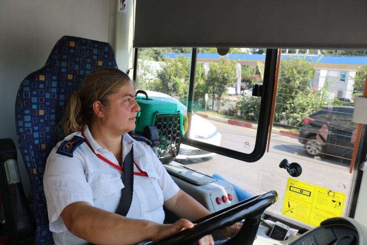 Kadın Otobüs Şoförü Kedileri İçin Görevinden İstifa Etti