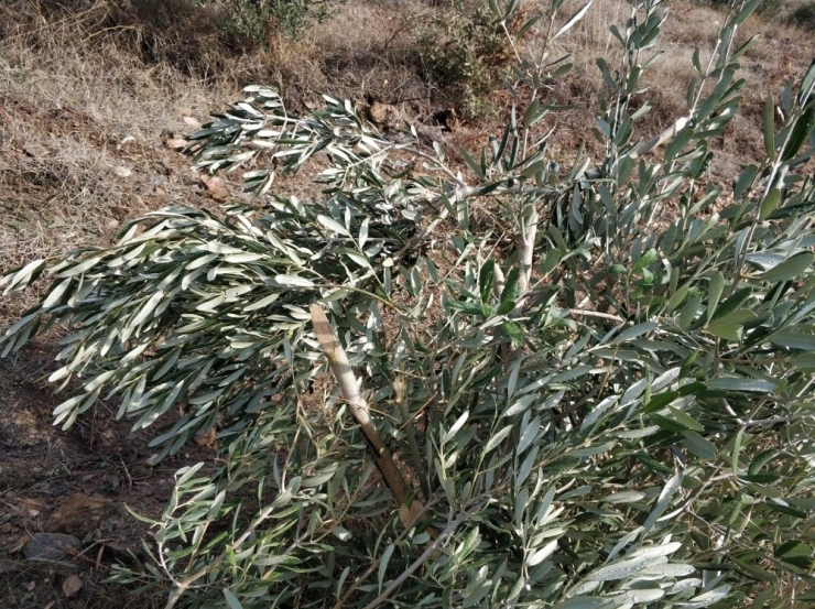 Manisa’da Zeytin Ağacı Katliamı