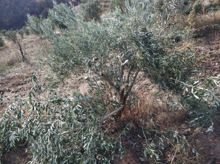 Manisa’da Zeytin Ağacı Katliamı