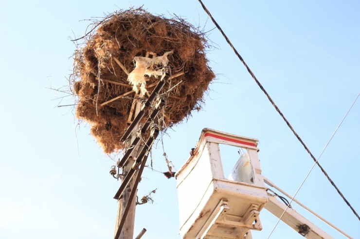 Profesör Leylek Yuvalarını Temizledi