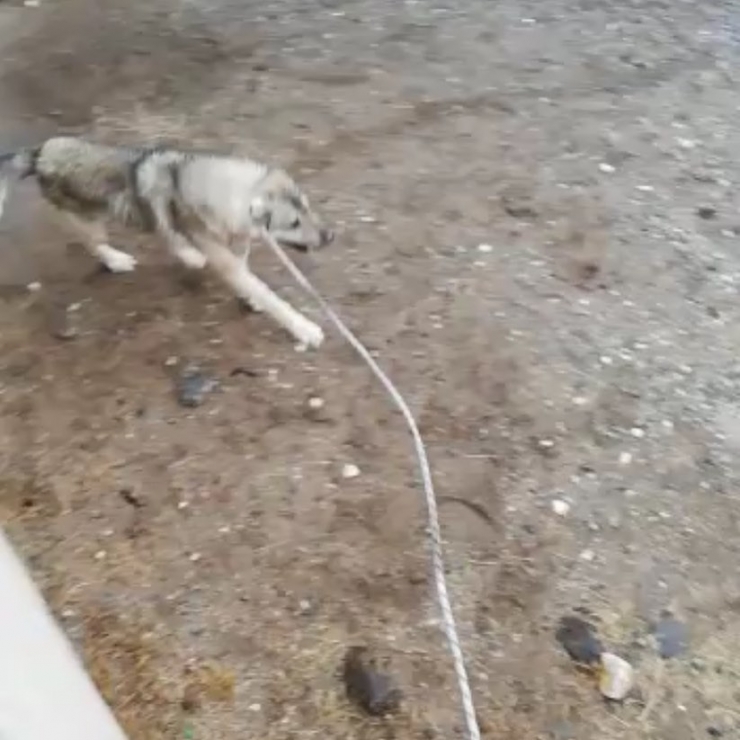 Menfezde Mahsur Kalan Köpek Kurtarıldı