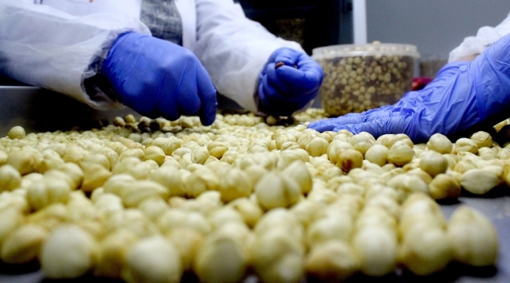 Trabzon’dan Yapılan Fındık İhracatında Rekor Artış