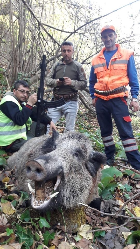 İnegöl’de Avcılar 300 Kiloluk Yaban Domuzu Vurdu