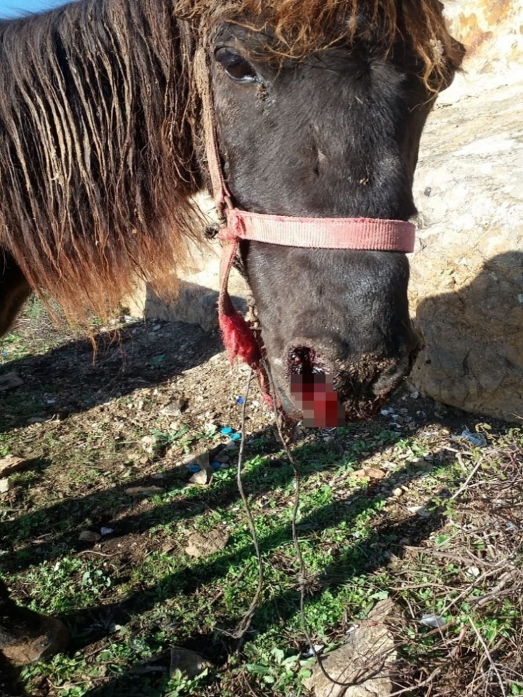 Büyükada’da Ruam’lı At Paniği