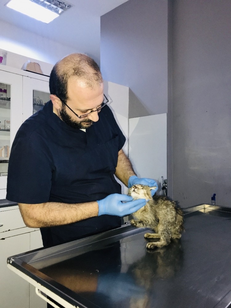 Ekinokok Parazitine Dikkat