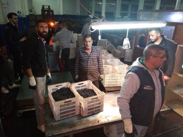 Zeytin Alımları Devam Ediyor