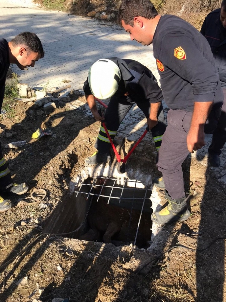 Çukura Düşen Atı İtfaiye Kurtardı