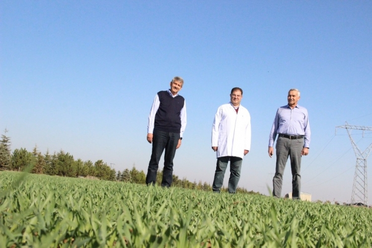 Ahmet Buğdayı Anadolu Topraklarında Yeniden Hayat Bulacak