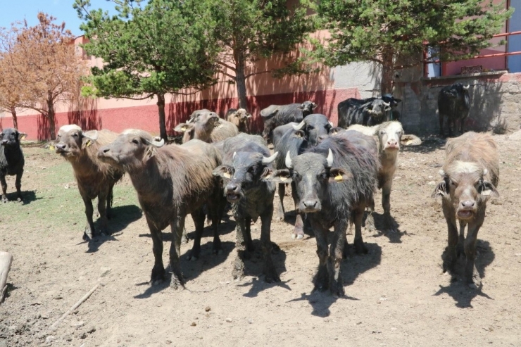 Yozgat’ta Manda Sayısı 4 Kat Arttı