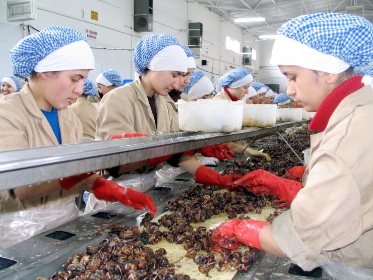 Aydın’da Yağmurla Birlikte Salyangoz Sezonu Başladı