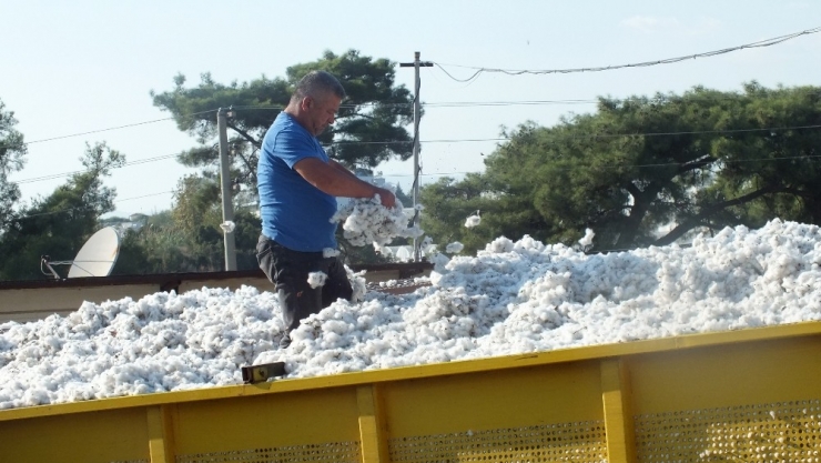 ’Beyaz Altın’da Bereketli Hasat