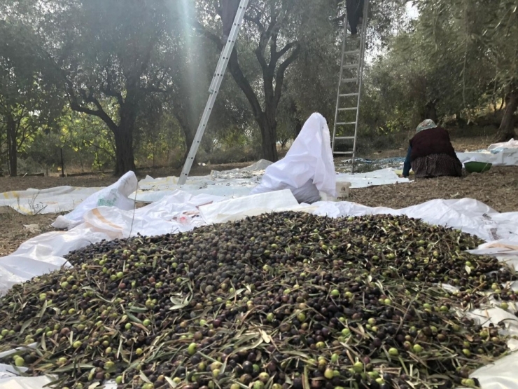 Yağlık Zeytinde Hasat Mesaisi