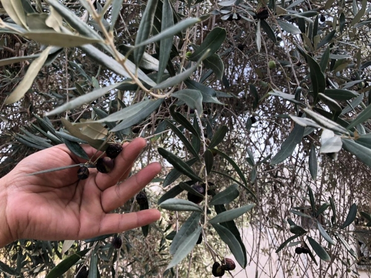 Yağlık Zeytinde Hasat Mesaisi