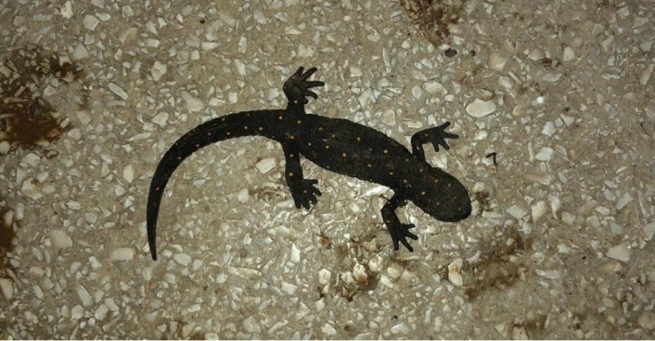 Benekli Anadolu Semenderi Odunlukta Görüntülendi