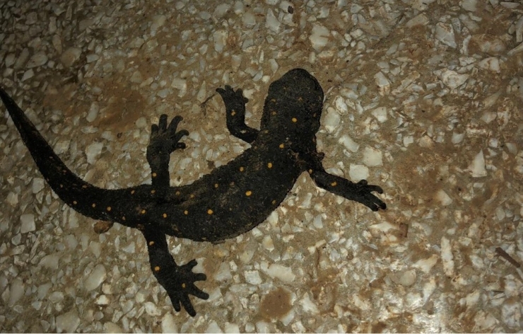 Benekli Anadolu Semenderi Odunlukta Görüntülendi