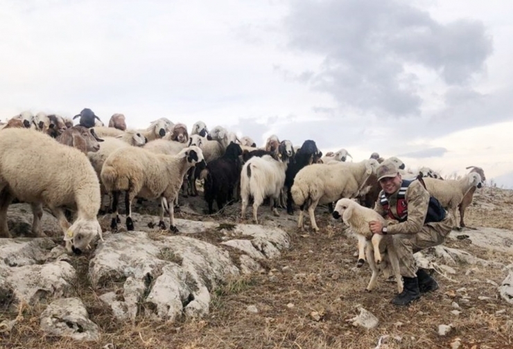 Kaybolan 70 Küçükbaş Hayvanı Jandarma Buldu