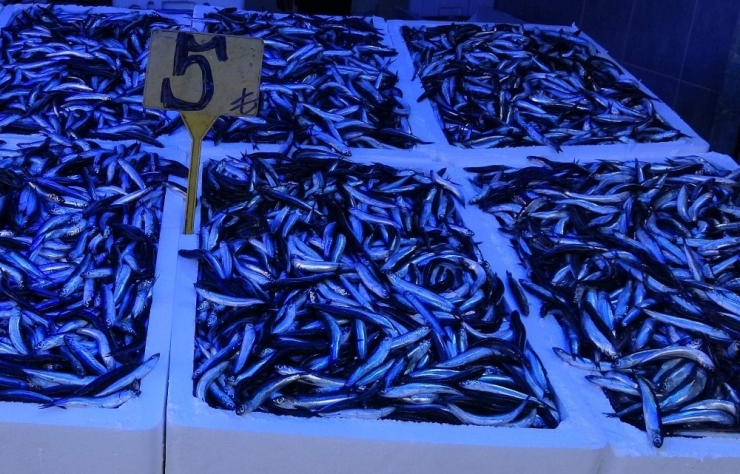 Bu Sezon Bol Ancak İstenilen İrilikte Olmayan Hamsi İçin "1 Yıl Avlanmasın" Önerisi