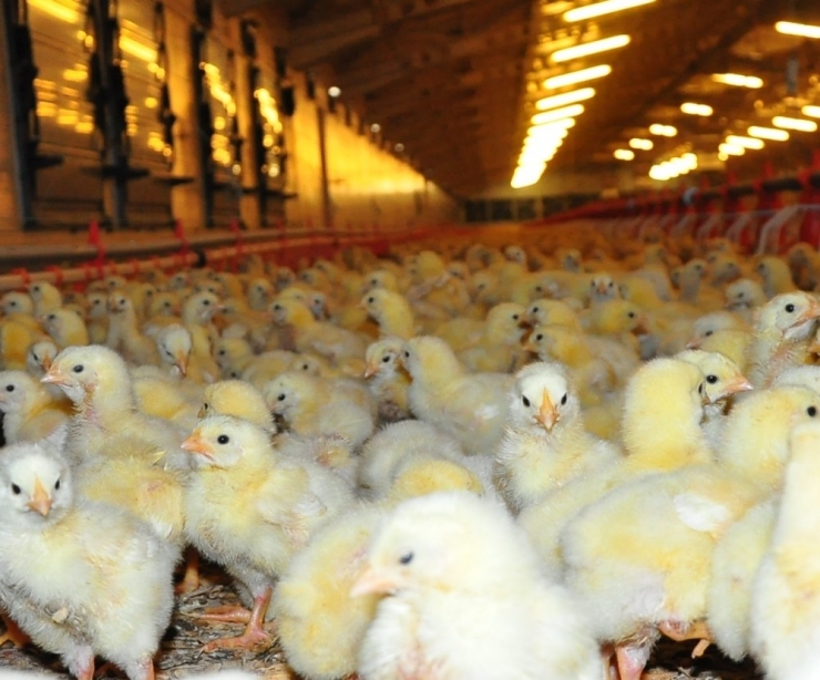 Gazetede Gördü, Devlet Desteğiyle Milyonluk Tesis Sahibi Oldu