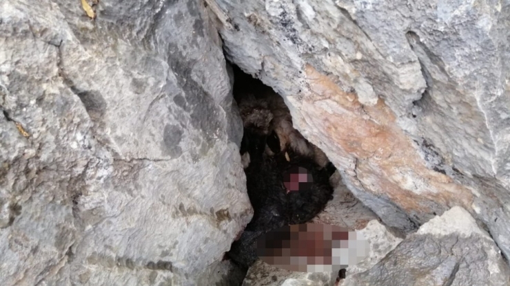 Sürüden Ayrılan Koyunları Kurt Kaptı