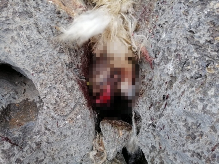 Sürüden Ayrılan Koyunları Kurt Kaptı