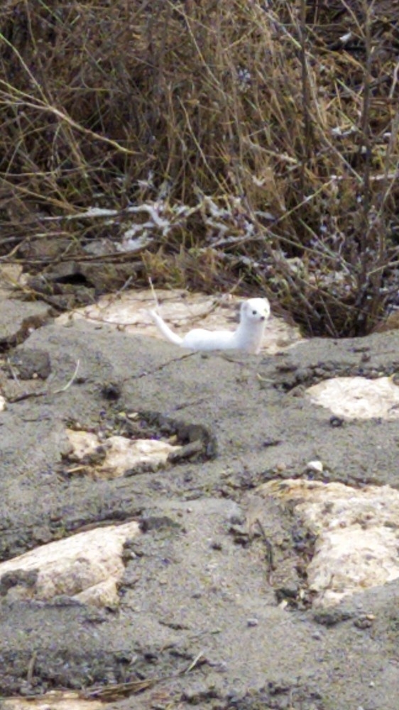 Kış Aylarında Renk Değiştiriyor, Sivas’ta Görüntülendi
