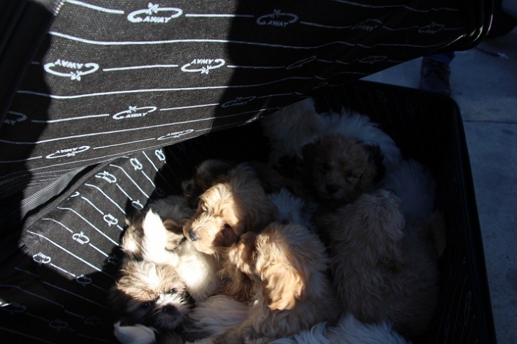 Kapıkule’de Yolcu Valizinden 14 Köpek Yavrusu Çıktı