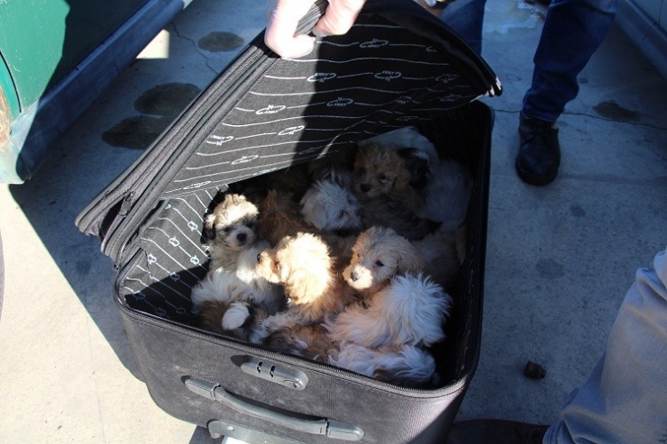 Kapıkule’de Yolcu Valizinden 14 Köpek Yavrusu Çıktı