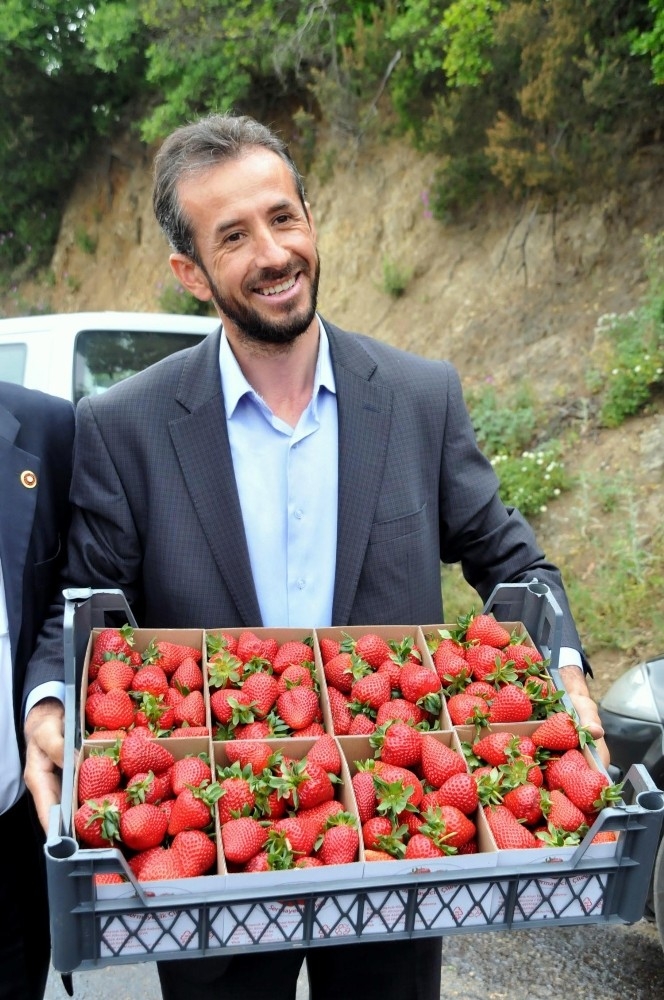 Yalova’da Çilekte 500 Tonluk Rekolte