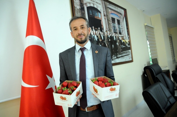 Yalova’da Çilekte 500 Tonluk Rekolte