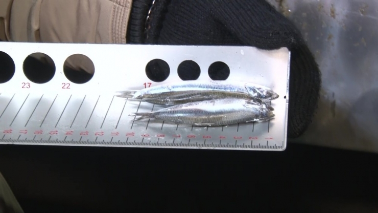 Ankara’daki Balıkçılara Gece Denetimi