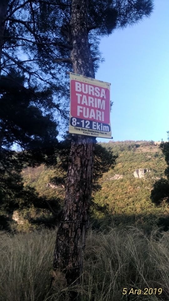 Reklam İçin Ağaçlara Çivi Çaktılar