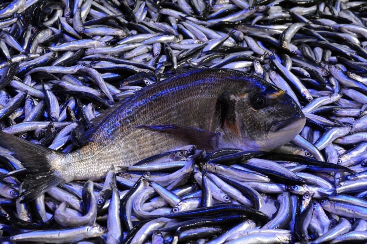 Eşkina Yeniden Tezgâhlarda