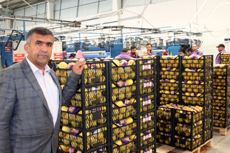 Türk Narenciyesi İlk Kez Uruguay Pazarına Giriyor