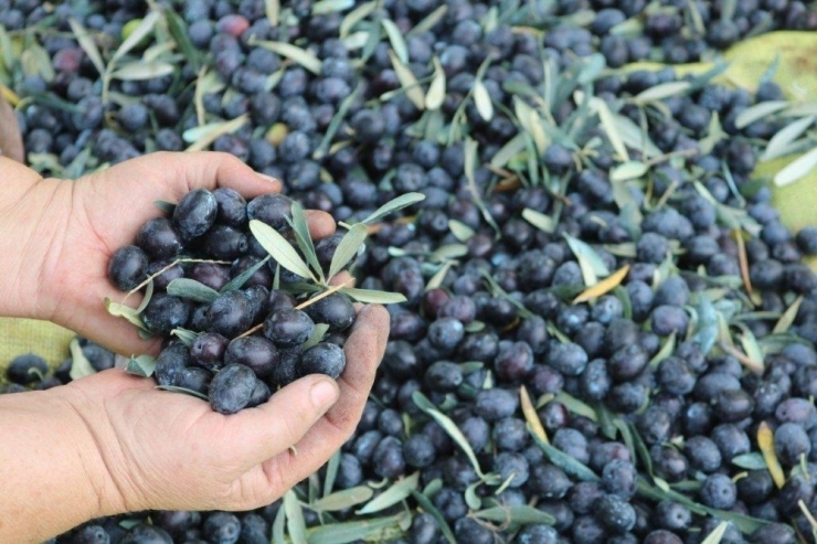 Hans’ın Sofrasına Marmarabirlik Zeytini