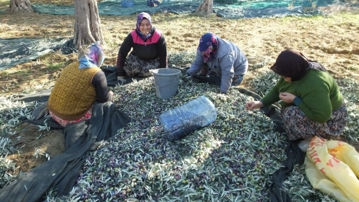 Zeytinde Makineli Hasat Verimi Artırdı