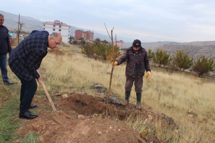 Çemişgezek’te 2 Bin Dut Fidanı Toprakla Buluşturuldu