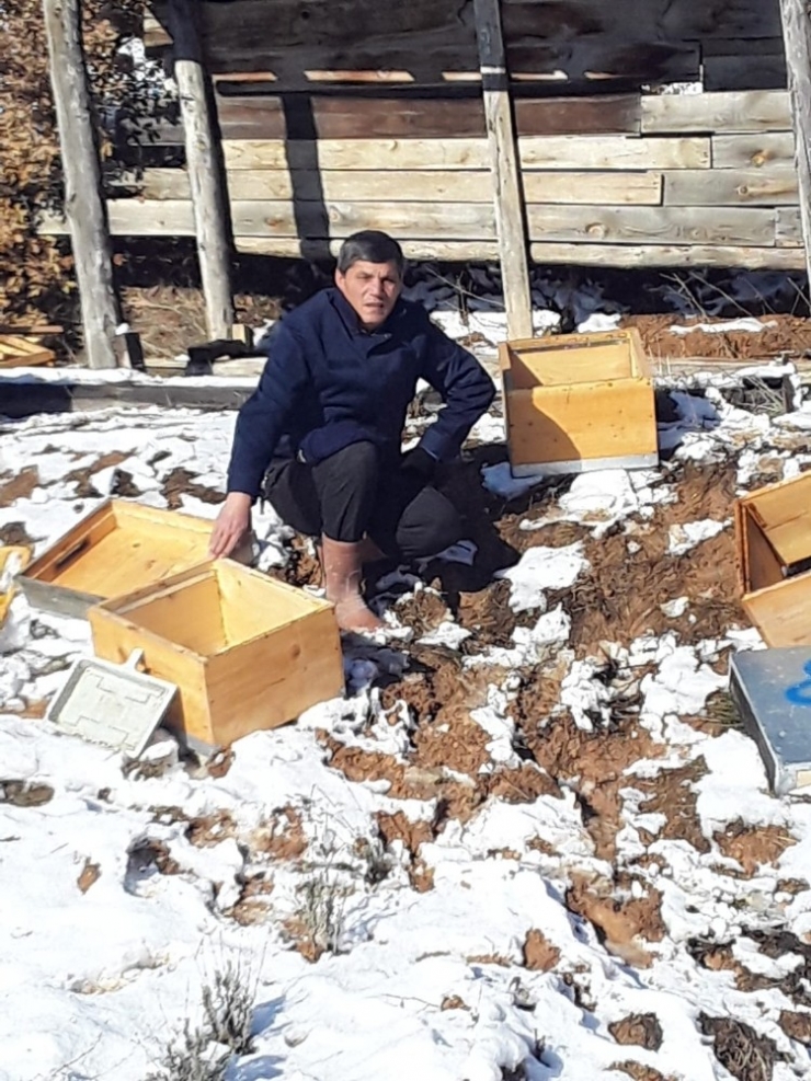 Aç Kalan Ayılar Arı Kovanlarına Saldırdı