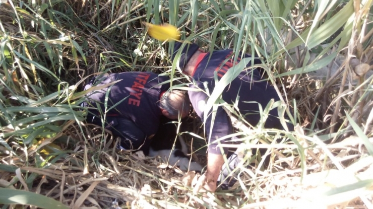 Sulama Kanalına Düşen İneği İtfaiyeciler Kurtardı