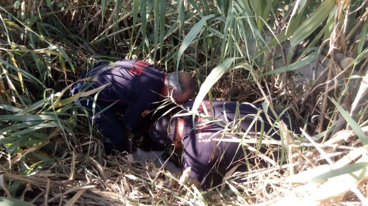 Sulama Kanalına Düşen İneği İtfaiyeciler Kurtardı