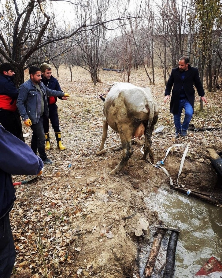 Su Dolu Kuyuya Düşen İneği İtfaiye Kurtardı
