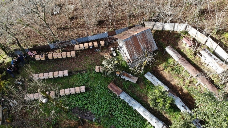 Kestane Balı Tam Bir Şifa Deposu