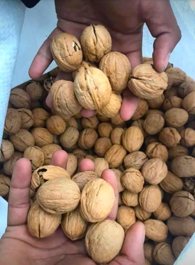 Giresun’un Fındık Yetişmeyen İlçelerinde Ceviz Geçim Kaynağı Oldu