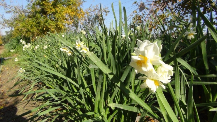 Kışta Baharı Yaşatan Nergis Çiçekleri Çiftçinin Gelir Kapısı Oldu