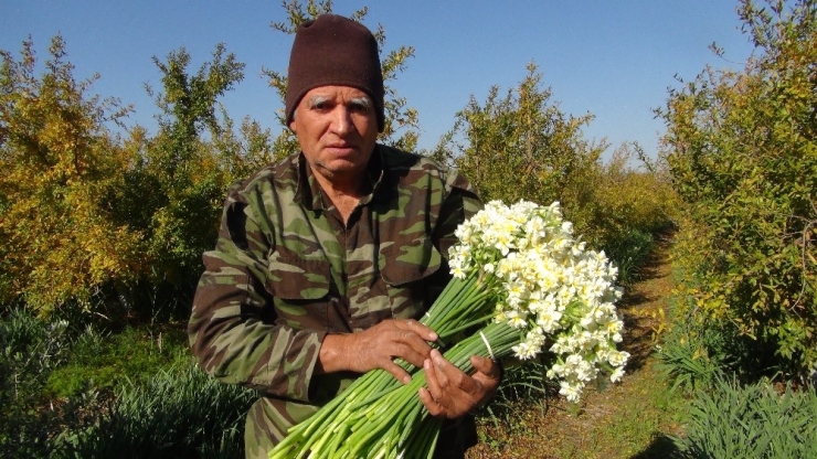 Kışta Baharı Yaşatan Nergis Çiçekleri Çiftçinin Gelir Kapısı Oldu