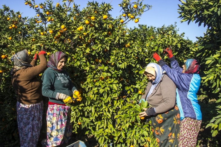 50 Yıl Önce Balıkesir’de Hobi Diye Başlayan Mandalina Üretimi Dev Bir Sektör Oldu